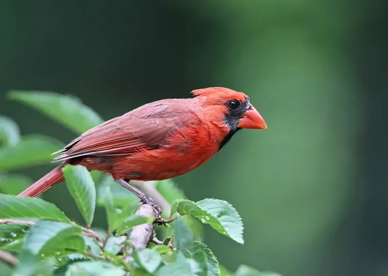 Cardinal bird