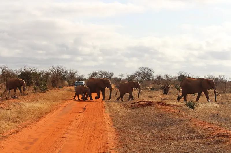 Elephants crossing road