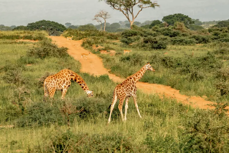 Game drive in Murchison Falls National Park