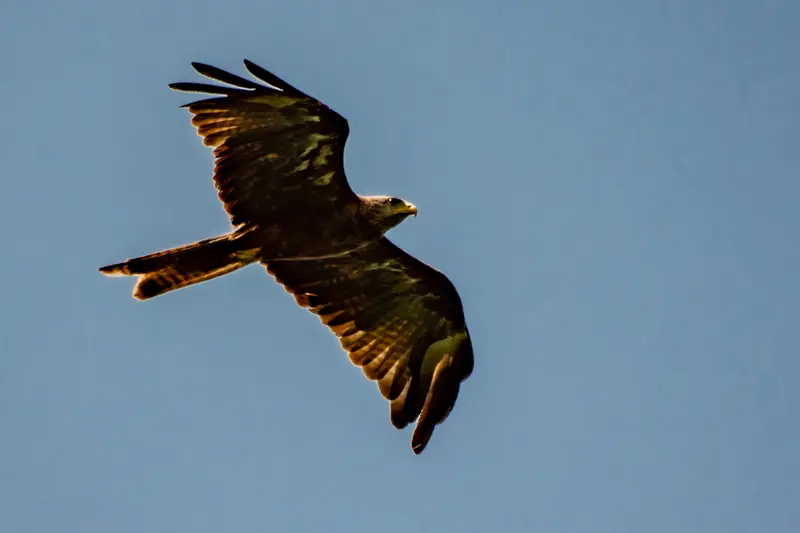 Birding Tour Uganda