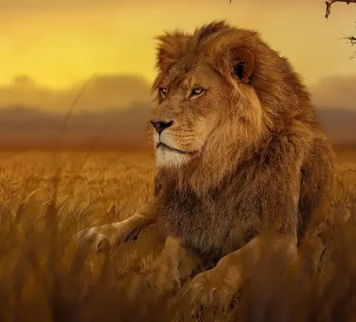Lion