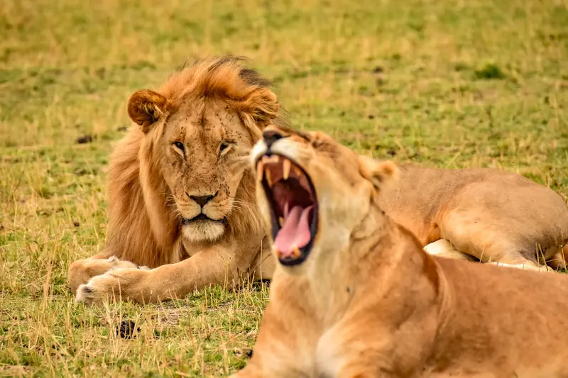Lions