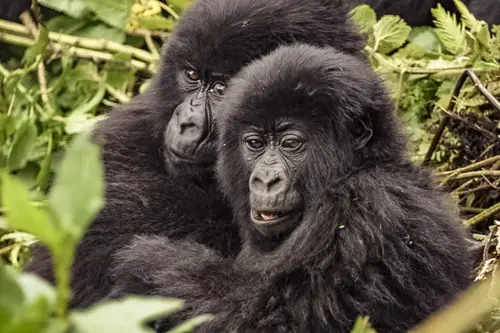 Mountain Gorillas