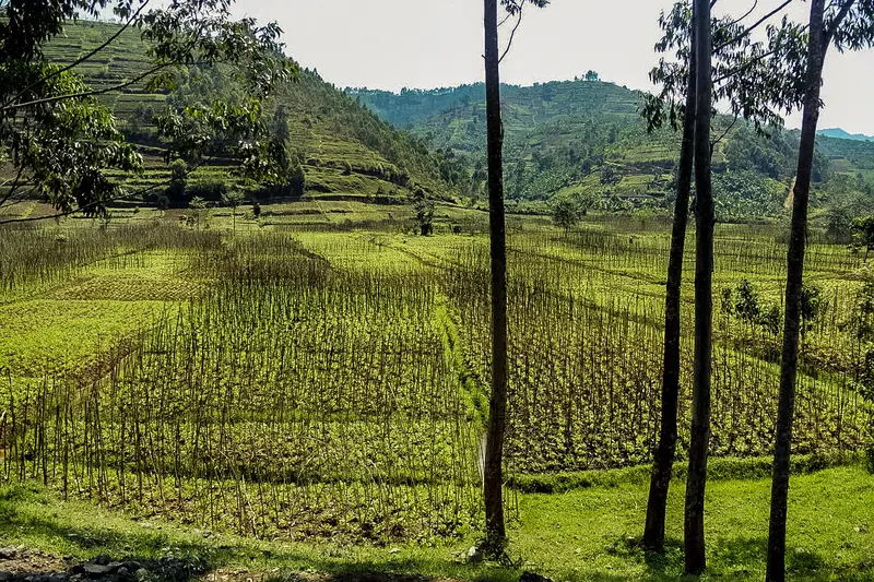 Rwamda Landscape