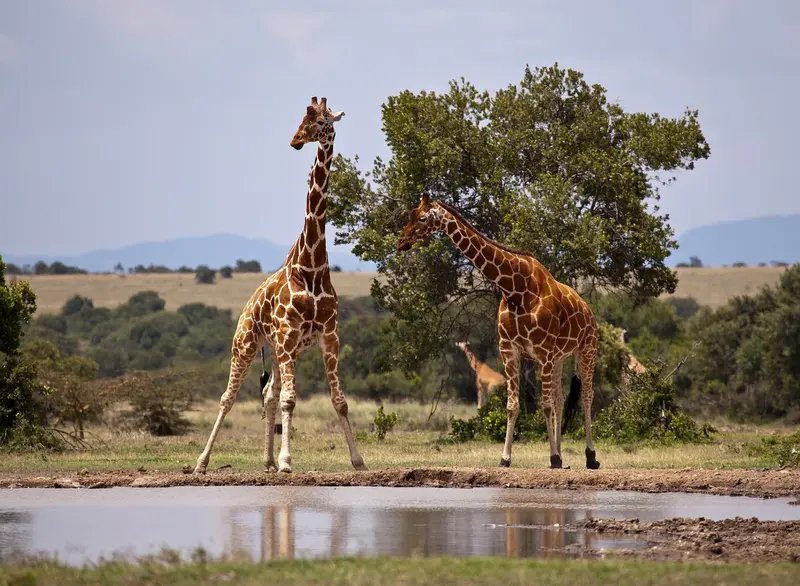 Samburu National Park