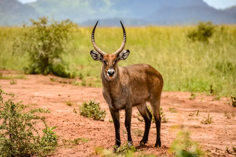 Waterbuck