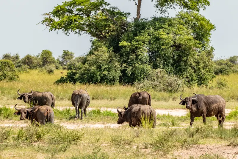 buffaloes in the mud