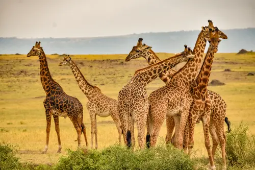Giraffes