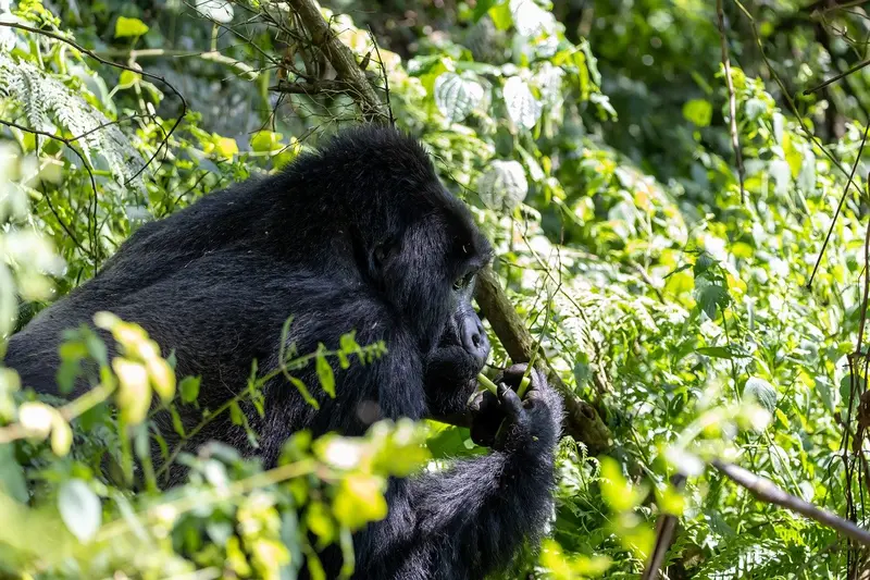 Gorilla in the forest