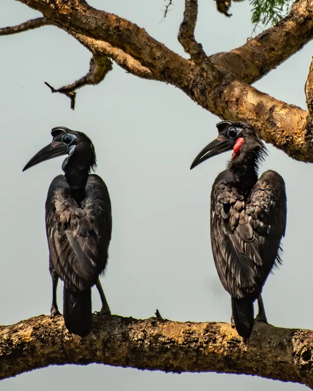 hornbill birds