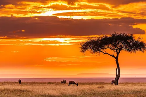 Top  African Safaris Holidays