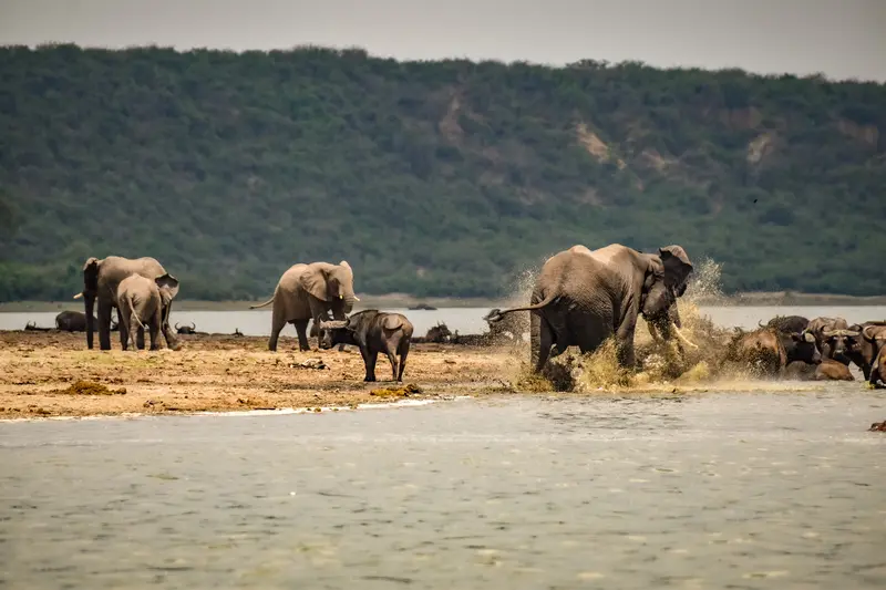 Wildlife in Queen Elizabeth National Park