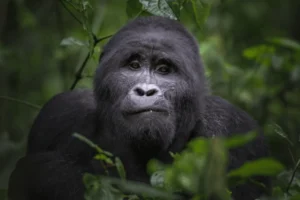 Expressive Mountain Gorilla Looks On 600nw 2419306623 300x200  - Optimized by Rainscript SEO