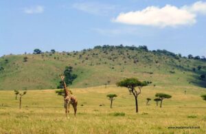 Masai Mara 300x195  - Optimized by Rainscript SEO