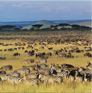 Serengeti 297x300  - Optimized by Rainscript SEO